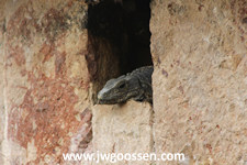 Iguana original photograph from JW Goossen's Random Photography Series